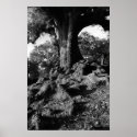 tree2bw posters