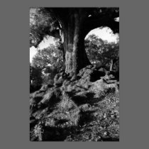 tree2bw posters