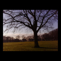 Tree All Alone Photo Poster Print by waynetully Tree All Alone Photo Poster Print