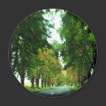 Tree alley in Hungary magnets