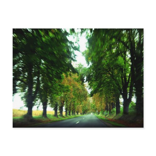 Tree alley in Hungary postcard