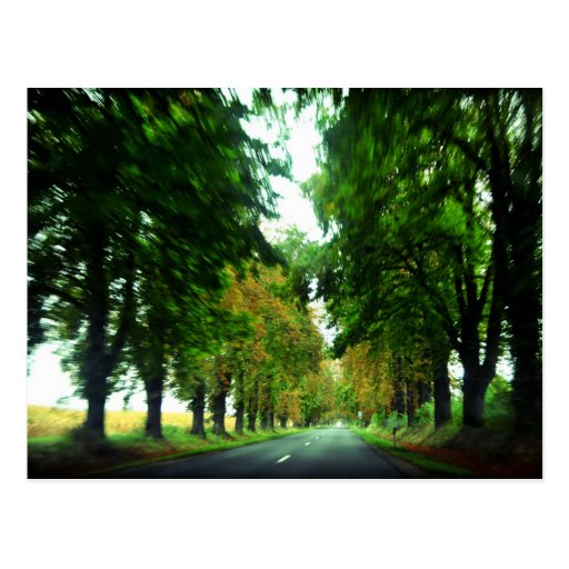 Tree alley in Hungary Postcards