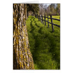 tree and shadows cards