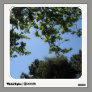 tree and sky photograph wall decals
