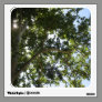 tree and sky photograph wall skin