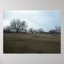 Tree at 502 Bennett Lane Posters