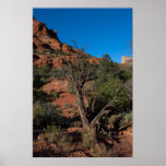 Tree at Bell Rock 2062 Print