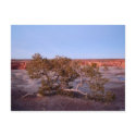 Tree at Canyon de Chelly Postcard by blumenthalphoto Tree at Canyon de Chelly Postcard
