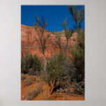 Tree at Courthouse Butte 2016 Poster