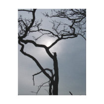 Tree at Dawn canvas prints