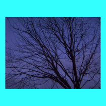 tree at dusk posters