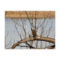 Tree at Jug Bay post Card postcards