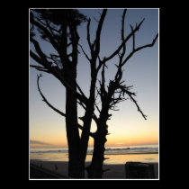 tree at sunset on the beach postcards