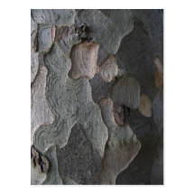 Tree Bark macro photography Post Card
