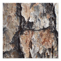 Tree Bark