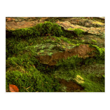 Tree bark post card