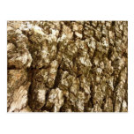 Tree Bark Postcard