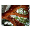 tree branch posters