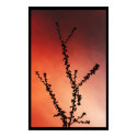 Tree branch silhouette posters