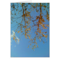 Tree Branches cards