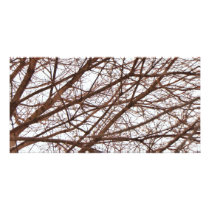 Tree Branches in Fall Photo Cards