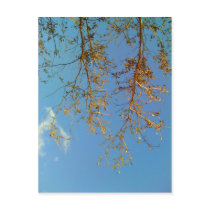 Tree Branches postcards