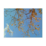 Tree Branches Post Cards