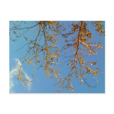 Tree Branches Post Cards by thefunkhouse