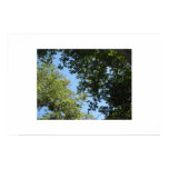 Tree Branches Poster or Print posters