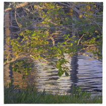 Tree Branches, Sunlight, Reflection Napkins