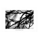 Tree branchs posters by rgomez Tree branchs posters