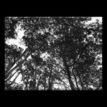 Tree Canopy, Bute Park, Cardiff photography