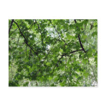 Tree Canopy Postcard by emele1 Tree Canopy Postcard