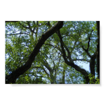 Tree Canopy posters