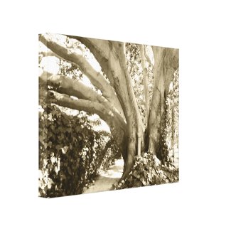 Tree Canvas Photo Beige Sepia 16 X 20" Cool Prints
