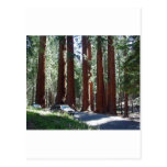 Tree Car Sequoia Park Postcards