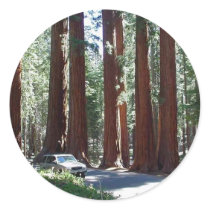 Tree Car Sequoia Park stickers
