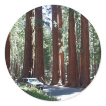 Tree Car Sequoia Park stickers
