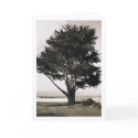 Tree cards by FineArtPhotography Tree cards