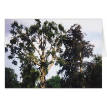 Tree Cards