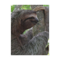 Tree Climbing Sloth Postcard