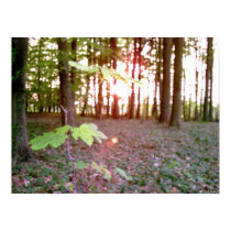 Tree Curtain posters