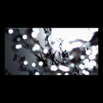 Tree Dappled photo cards