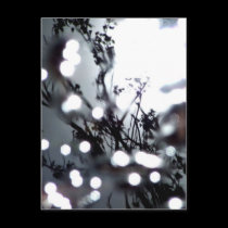 Tree Dappled postcards