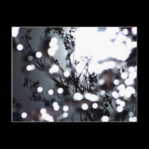 Tree Dappled postcards