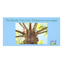 Tree Fern by Nimbin Online Market photo cards by nimbinonlinemarket Tree Fern by Nimbin Online Market photo cards