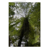 Tree Fern Card