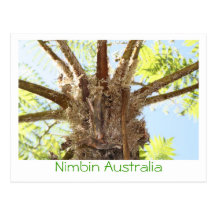Tree Fern Post Card