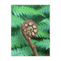 Tree Fern postcards by crispyking Tree Fern postcards