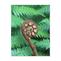 Tree Fern postcards